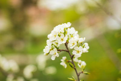 Close-up of white flowering plant