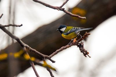 Close-up of bird perching on branch