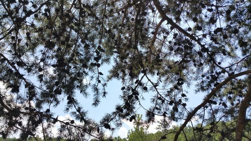 Low angle view of trees against sky