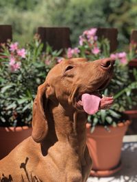 Close-up of a dog in flower pot