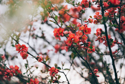 Close-up of fresh flowers blooming on tree