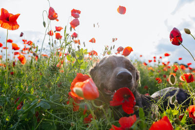 Lying dog resting in the middle of poppy field during the sunset