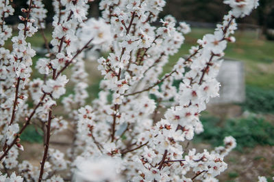 Close-up of white flowers blooming on tree