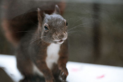 Close-up portrait of a rabbit