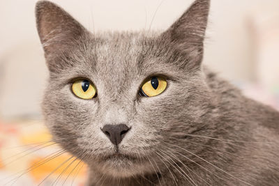 Close-up portrait of a cat