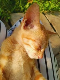 Close-up of a sleeping cat