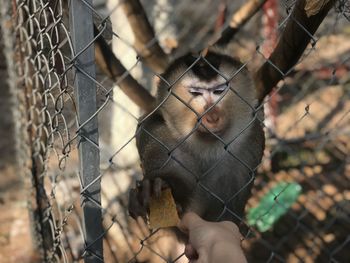 Monkey on a fence