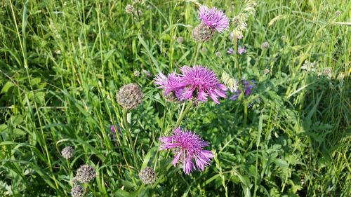 Purple flowers blooming on field