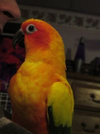 Close-up of bird perching on hand