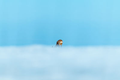 Close-up of horse in sea against blue sky