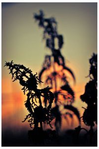Close-up of silhouette plants at sunset