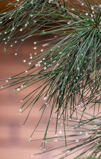 Close-up of leaves