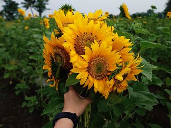 Sunflower shoot in detail and high angle view