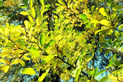 Low angle view of tree