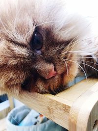 Close-up portrait of a cat