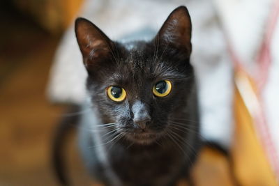 Close-up portrait of black cat