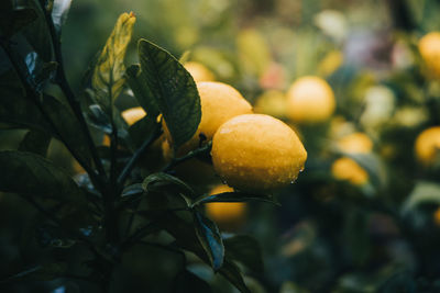 Close-up of lemons growing on tree