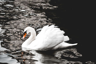 Swan floating on lake