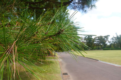 Close-up of plant on field against trees