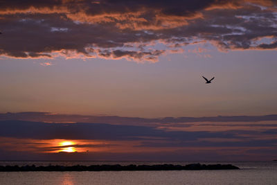 Bird flying over sea against sky