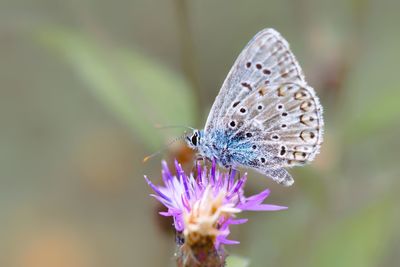 Close-up of butterfly pollinating on purple flower