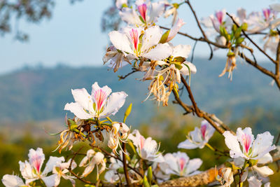 Close-up of pink cherry blossom tree