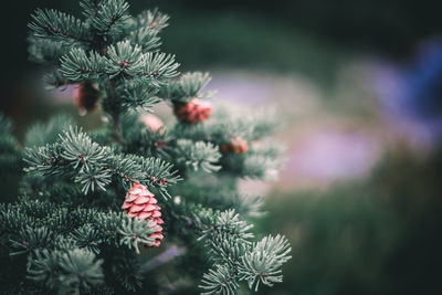 Close-up of christmas tree