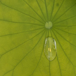 Full frame shot of yellow flower