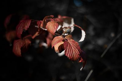 Close-up of wilted flower