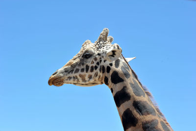 Low angle view of giraffe against clear blue sky