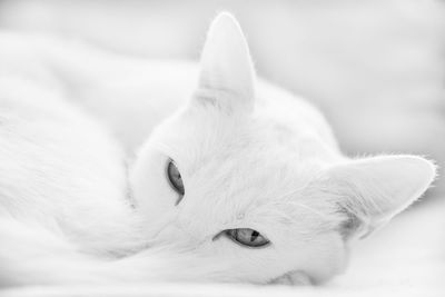 Close-up portrait of cat