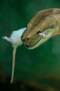 The burmese python or known as the python bivitattus is preying on the white rat