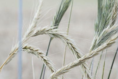 Close-up of stalks against the sky