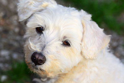 Close-up portrait of dog hannibal