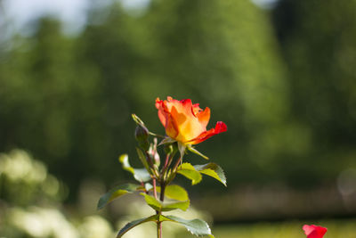 Close-up of red rose flower