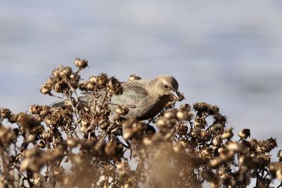 Close-up of bird perching on a water