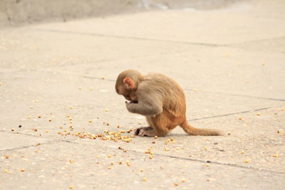 View of rabbit eating food