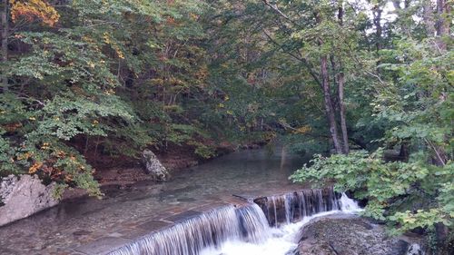 Scenic view of waterfall in forest