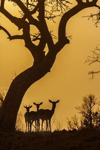 Silhouette deer on land against sky during sunset