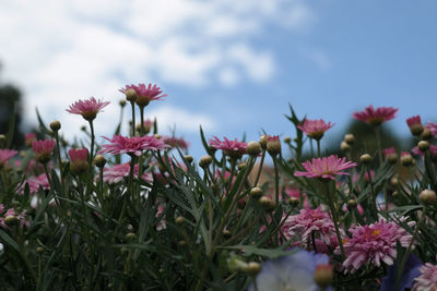 Close-up of pink flowers