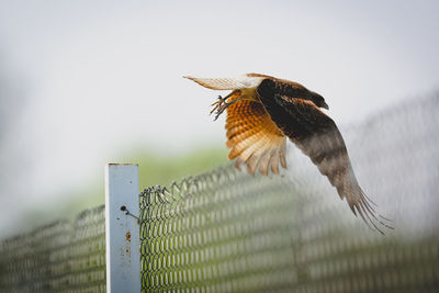 Low angle view of bird flying over chainlink fence