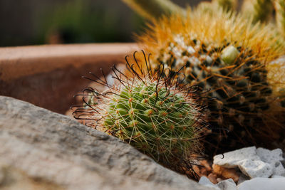 Close-up of cactus plant