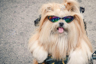 Portrait of dog wearing sunglasses with gun standing on street