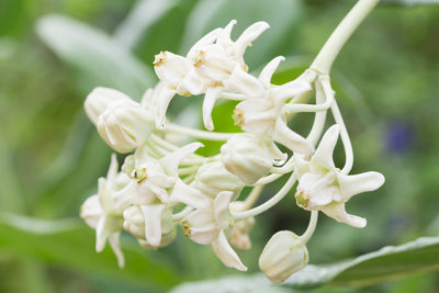 Close-up of white flowers