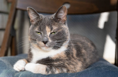 Close-up of cat sitting on floor