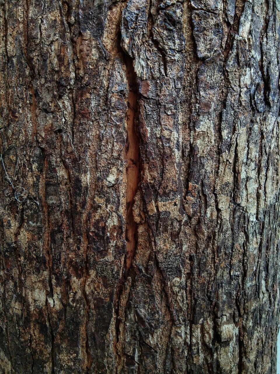 CLOSE-UP OF TREE TRUNKS