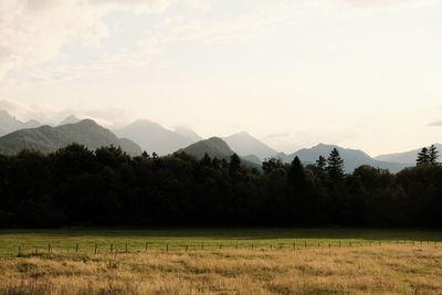 Scenic view of field against sky