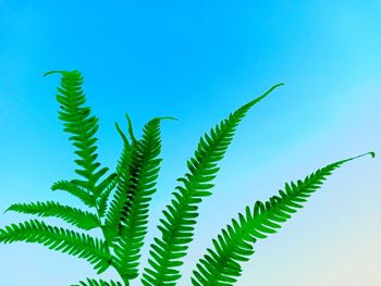 Low angle view of fern leaves against sky