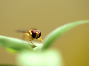 Close-up of insect on leaf