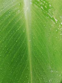 Close-up of raindrops on green leaves